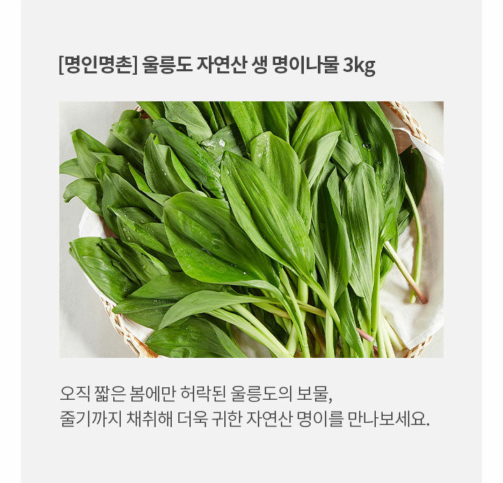 매거진>1년에 단 14일! 장인이 채취한 울릉도 명이나물